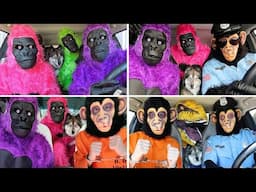 Kakoa's Favorite Funny Stories With Gorillas & Monkeys!