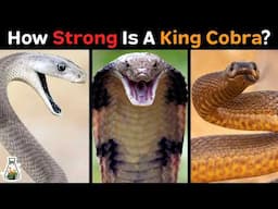 How Strong is a King Cobra Compared to Other Snakes?