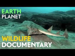 Shark mystery | Angel Shark free documentaries | Wildlife | Sea kingdom | documentary about sharks