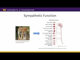 The Autonomic Nervous System and Autonomic Dysfunction after Spinal Cord Injury