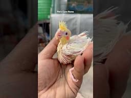 My new cockatiel baby (25days)Old #shorts #viralvideo #parrot #lovebirds #birdslover #youtubeshorts