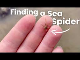 Weird Creatures That Live in the Sand!