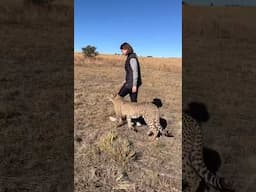 Walking With Cheetahs