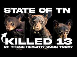 GATLINBURG, TN: TWRA KILLED 13 HEALTHY ORPHAN BEAR CUBS TODAY & NO ONE CAN DO ANYTHING ABOUT IT