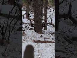 Mountain buck dropped Antler In His Bed. #deerhunting #whitetaildeer #nature #outdoors