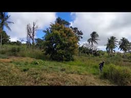 Clearing Land For Planting With Jamaica Best Wacker Man