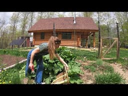 New Life on the Homestead | Storm Damage, Gardening, & Baby Chicks. Homesteading OFF GRID May 2024