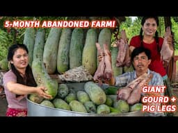 Abandoned for 5 Months: Harvesting Giant Wax Gourd to Cook Pig Legs & Make Fresh Juice!