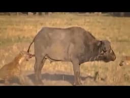 8 Times Wild Animals Surrounds Its Prey So It Can't Escape #lion #liondocumentary #wildplanet