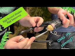 Egg Bound Snake: How to remove the eggs at home 😬 ✂️ 🥚