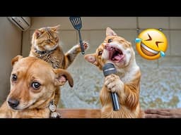 Funny Dogs and Cats videos 2024 🤣 Best Funniest Animal Videos 🐶 - Part 27