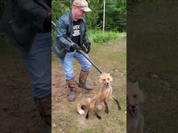 This Fox Trap Went Viral on the Internet #shorts #trending #viralvideos