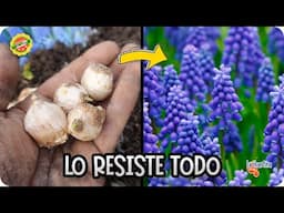 Nazareno o Muscari: Guía Completa para Plantar y Cuidar Estas Bellas Y Resistentes Bulbos