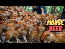 Raising the SMALLEST DEER in the World! Vietnamese Farmers Raise THOUSANDS