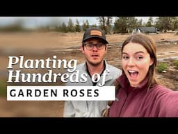 Spring Flower Farm Update: Planting Hundreds of Garden Roses