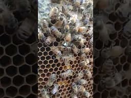 What does "acceptance of a new queen" look like with bees?