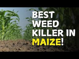 The Best Herbicides for Maize in Kenya | Maize Farming in Kenya