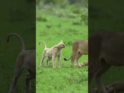 A Wild White Lion in the Kruger Park has sustained a devastating injury on its mouth !!