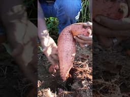 Grow Giant Sweet potatoes #shorts #gardening #tips #foryou #garden #satisfying