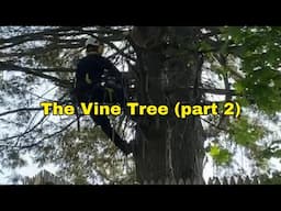 Solo Tree Work, Tree Climbing, and Business Discussion - Part 2