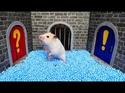 Mystery Hamster: Can You Guess What’s Behind Each Door?