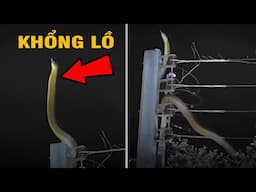 ⚠️Nửa đêm nghe tiếng động lạ trên cây cột điện - dân làng rọi đèn xem thử và cái kết hết hồn