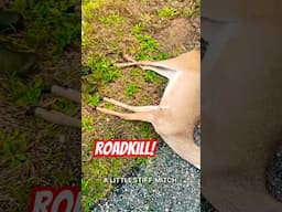 Roadkill. Is It SAFE TO EAT? #shorts #hunting #eating #short #deer