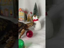 The Turtle Who Destroyed Christmas! 🤯