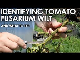 How to Identify Tomato FUSARIUM WILT (and what to do next) || Black Gumbo