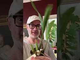 #shorts Replacement Coelogyne unbox!  #orchids #orchidlover  #orchidcare