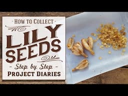 ★ How to Collect Lily Seeds (A Complete Step by Step Guide)