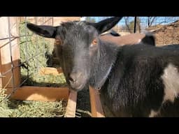 If You Own Goats, Don't Over Look This!