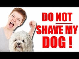 3 Reasons Why Matted Dogs Get Shaved