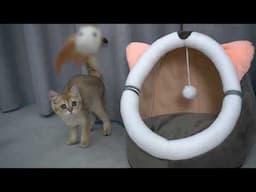 Cat Games | Playful Cats Video Compilation | Aww Pets