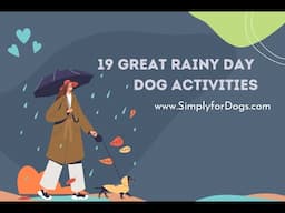 Rainy Day Dog Activities