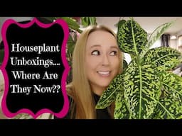 Houseplant Unboxings....Where Are They Now??