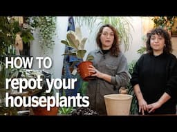 How to repot a plant | a simple guide to house plant repotting