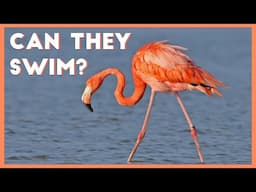 6 cool facts about flamingos