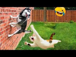 Funny Animal Videos - Try not to laugh CATS And DOGS Video Compilation 😺