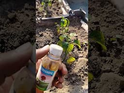 Insect killing spray you're plants #sprayforplants