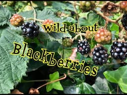 Blackberries: Wild Berries that Tastes Great!