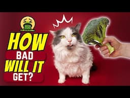 Give Your Cat a Piece of Broccoli and See What Happens