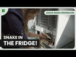 Snake Found in Office Fridge! - Aussie Snake Wranglers - Documentary