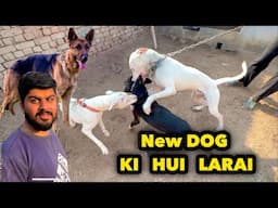 New Gultair Or Roman Laar Paraye | Pitbull Vs Gultair Dog |German Shepherd B Lay Li