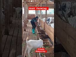 Healthy Feeding in Goats! #shortsfeed #farming #shortsfeed #shorts