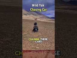 Wild Yak Chasing Car