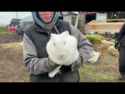 NewZealand rabbit Breeding Project Stage 1