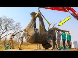 Brave Heroes SAVE Drowning Elephant | Animal Rescue