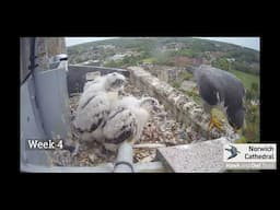 Norwich Cathedral Peregrines Summary - 2021