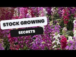 🌸 How to Grow Stock - Matthiola 🌸